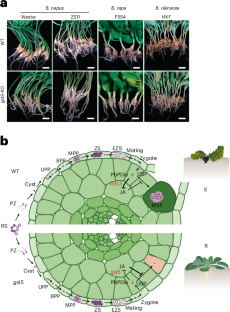 Improving broad-spectrum resistance to clubroot disease with one gene