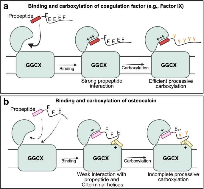 Osteocalcin has many tricks to get γ-carboxylated