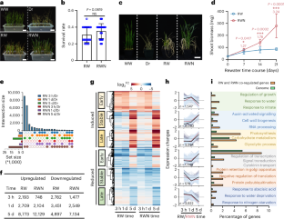 Nitrogen enhances post-drought recovery in wheat by modulating TaSnRK2.10-mediated regulation of TaNLP7