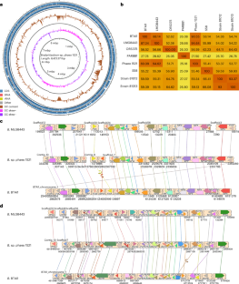 A Bradyrhizobium isolate from a marine diatom induces nitrogen-fixing nodules in a terrestrial legume