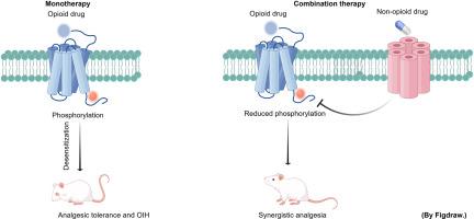 Improving opioid analgesia: Modulation of the mu-opioid receptor phosphorylation state via combination therapy