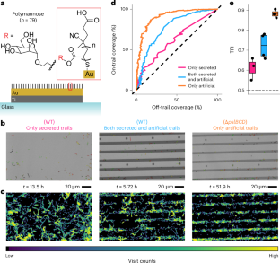 Pseudomonas aeruginosa senses exopolysaccharide trails using type IV pili and adhesins during biofilm formation