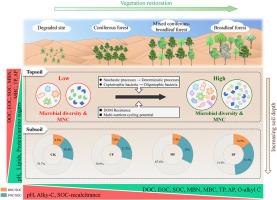 Vegetation restoration shapes soil organic matter chemistry and microbial processes