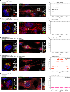 Single-cell analysis of genetically minimized Salmonella reveals effector gene cooperation in vivo