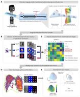 High-throughput multimodal optofluidic biophysical imaging cytometry