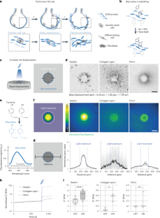 Local photocrosslinking of native tissue matrix regulates lung epithelial cell mechanosensing and function