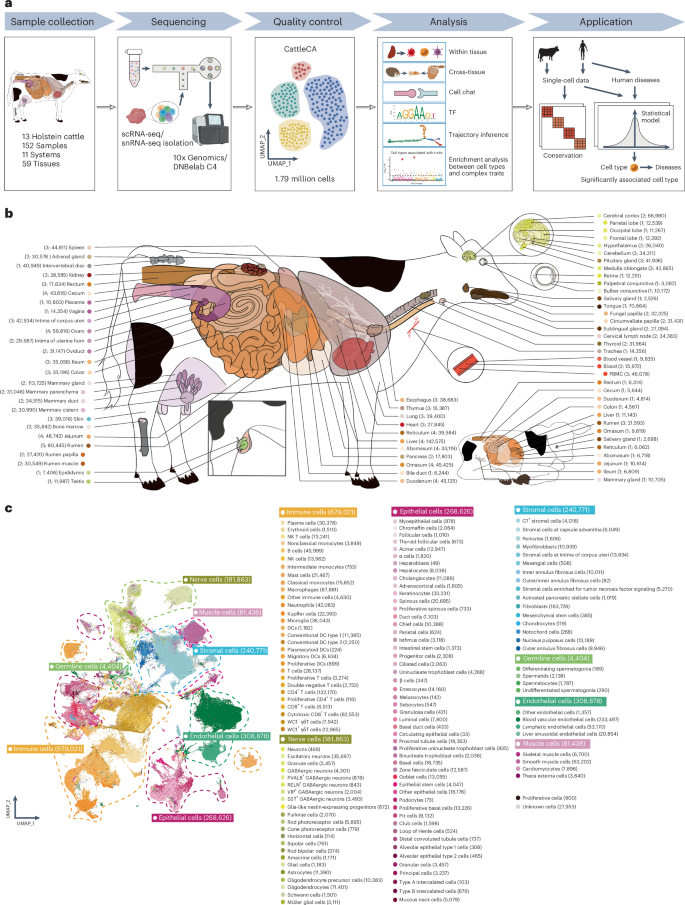 A multi-tissue single-cell expression atlas in cattle