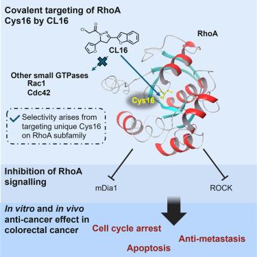 A covalent inhibitor targeting Cys16 on RhoA in colorectal cancer