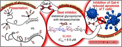 Targeting galectin-4 with glycoconjugates of varying architectures: a multivalency étude with accent on anti-tumor effect and protection against apoptosis