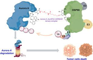 Aurora A degradation by HSP90 interactome-mediating PROTACs in A549 and paclitaxel-resistant A549 cells