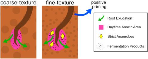 Root exudation and fine texture interact to form anoxic microsites in rhizosphere soil