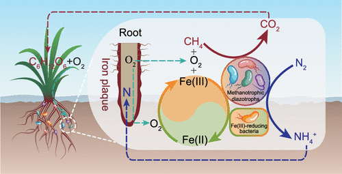 Rice Root Iron Plaque as a Mediator to Stimulate Methanotrophic Nitrogen Fixation