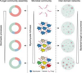Soil amoeba richness drives local-scale bacterial and fungal community assembly