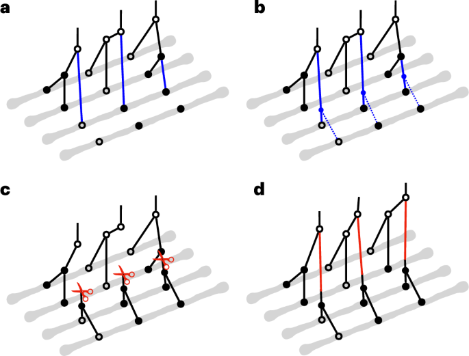 Robust and accurate Bayesian inference of genome-wide genealogies for hundreds of genomes
