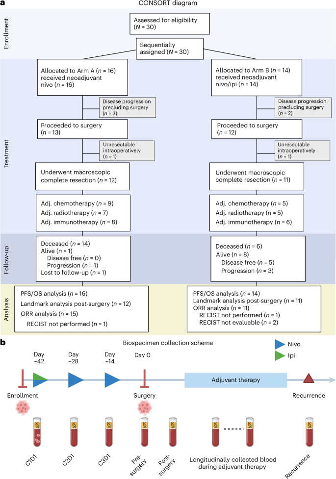 Perioperative nivolumab or nivolumab plus ipilimumab in resectable diffuse pleural mesothelioma: a phase 2 trial and ctDNA analyses