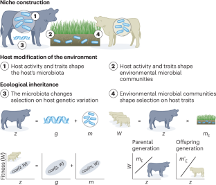 Applying evolutionary theory to understand host–microbiome evolution