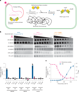 Multigenerational proteolytic inactivation of restriction upon subtle genomic hypomethylation in Pseudomonas aeruginosa