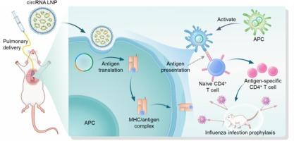 Pulmonary delivery of small circular RNA vaccines for influenza prevention