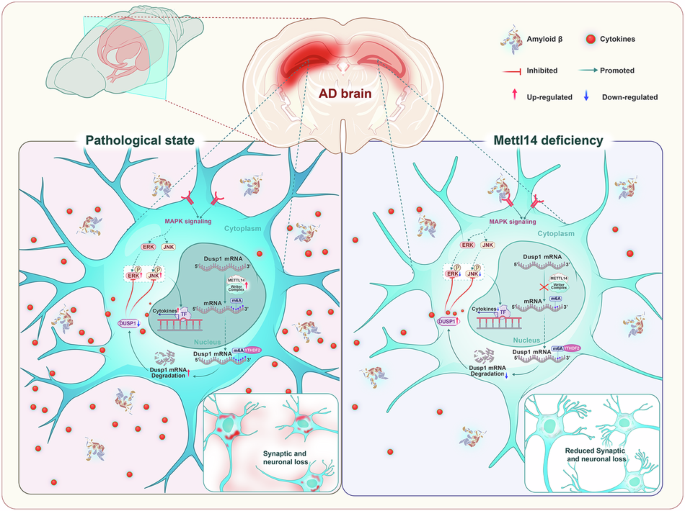 Astrocytic Mettl14 depletion enhances cognitive function by attenuating astrogliosis via the DUSP1/MAPK pathway in APP/PS1 mice: targeting neuroinflammation in Alzheimer's disease.