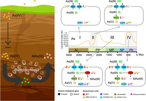 Insights into the Evolutionary and Ecological Roles of Bathyarchaeia in Arsenic Detoxification