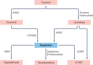Dopaminergic signalling in gastrointestinal health and disease