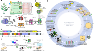 Laboratory evolution of Rubisco solubility and catalytic switches to enhance plant productivity