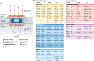 Structure, function and assembly of nuclear pore complexes