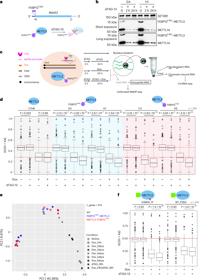 m6A and the NEXT complex direct Xist RNA turnover and X-inactivation dynamics