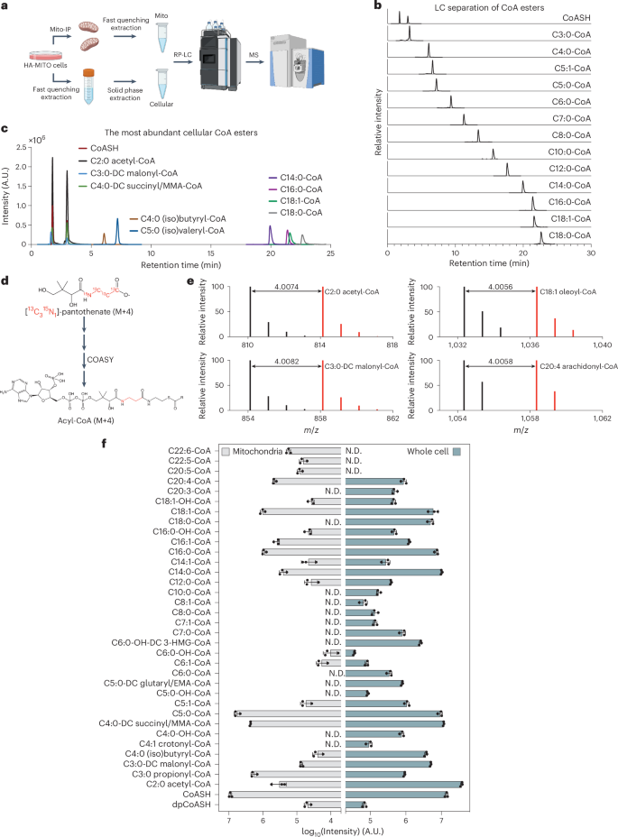 Cellular pan-chain acyl-CoA profiling reveals SLC25A42/SLC25A16 in mitochondrial CoA import and metabolism