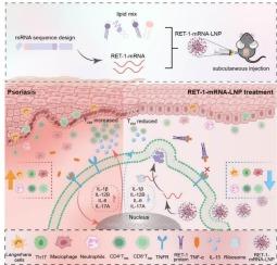 Novel TNF-α-targeting mRNA therapy for sustained psoriasis treatment and relapse prevention by suppressing IL-15-TRM signaling