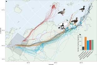 Scope for waterfowl to speed up migration to a warming Arctic