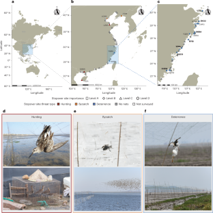 Direct mortality due to humans threatens migratory shorebirds