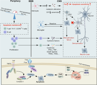Cell death in multiple sclerosis