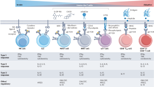 Metabolic control of innate-like T cells