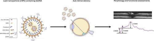 Lipid nanoparticle mediated delivery of dsDNA to the murine retina