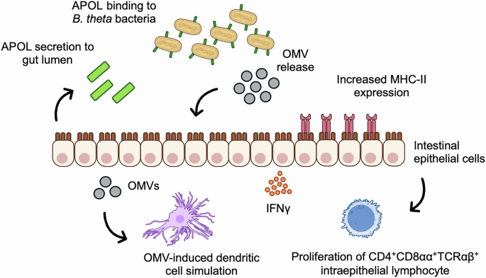 APOL proteins tune gut immunity via commensal lipid recognition