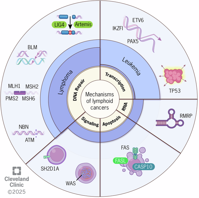 Insights into germline predisposition to pediatric lymphoid malignancies
