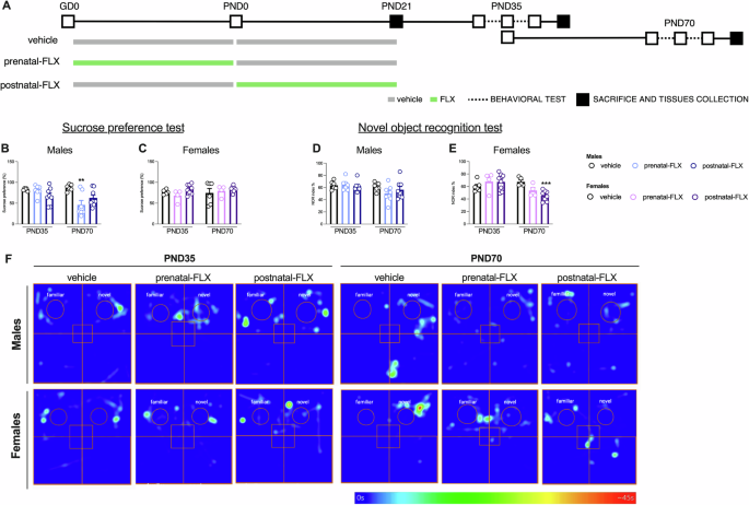 From early-life fluoxetine exposure to lifelong, sex-specific behavioral changes: decoding the dynamics of sensitive periods