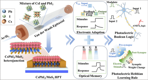 Van der Waals Epitaxy of CsPbI3/MoS2 Heterojunction Phototransistors for Neuromorphic Computing