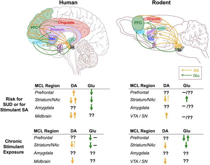 The mesocorticolimbic system in stimulant use disorder