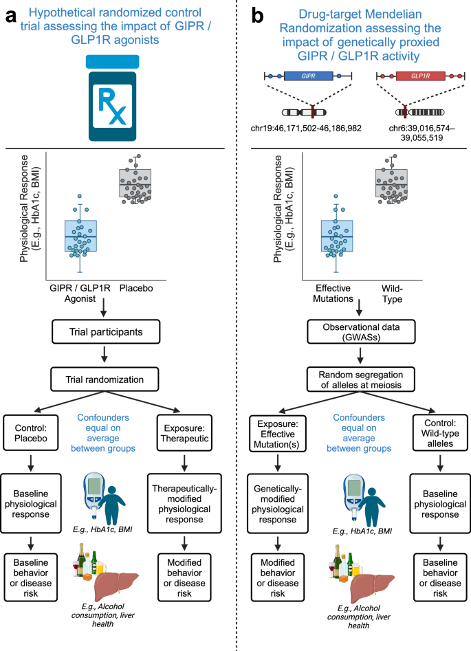 Genetically modeled GLP1R and GIPR agonism reduce binge drinking and alcohol-associated phenotypes: a multi-ancestry drug-target Mendelian randomization study