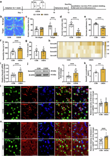 Semaphorin 3A-mediated perineuronal nets formation incubates depressive-like behaviors in male mice via activating parvalbumin-expressing interneurons