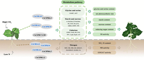 The Effect of the CBL-CIPK Signaling Pathway on Cucumber Plants Growth under High CO2 and Low Nitrogen Conditions