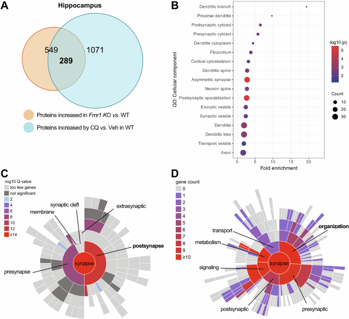 Autophagy controls the hippocampal postsynaptic organization and affects cognition in a mouse model of Fragile X syndrome