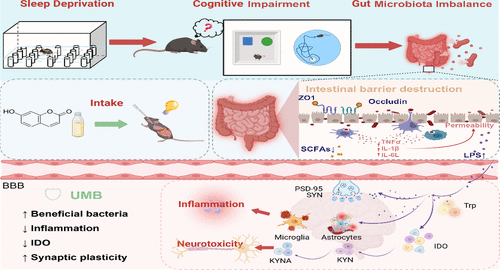 Umbelliferone Alleviates Sleep Deprivation Induced Cognitive Impairment through the Modulation of Gut Microbiota