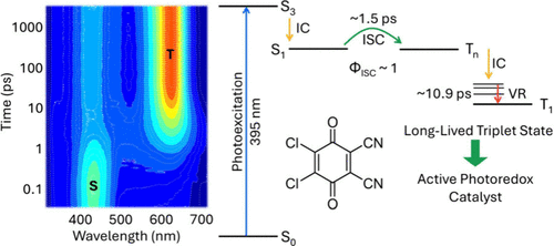 Ultrafast Excited-State Dynamics of the Organic Photoredox Catalyst DDQ