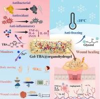 Multifunctional antifreeze gelatin-based ionic conductive organohydrogel coupled with electrical stimulation for monitoring and accelerated wound healing