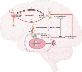 Targeting CIRP and IL-6R-mediated microglial inflammation to improve outcomes in intracerebral hemorrhage