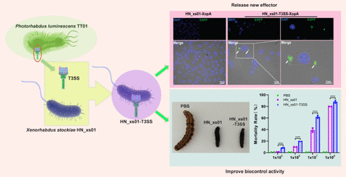 Engineering and Functional Expression of the Type III Secretion System in Xenorhabdus: Enhancing Insecticidal Efficacy and Expanding T3SE Libraries