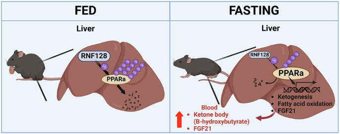 RNF128 regulates the adaptive metabolic response to fasting by modulating PPARα function